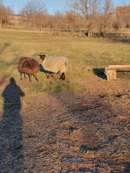 Vând două oi romanov