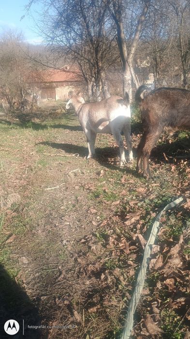 Vând capre  in Caraș Severin  Capre de vânzare mont