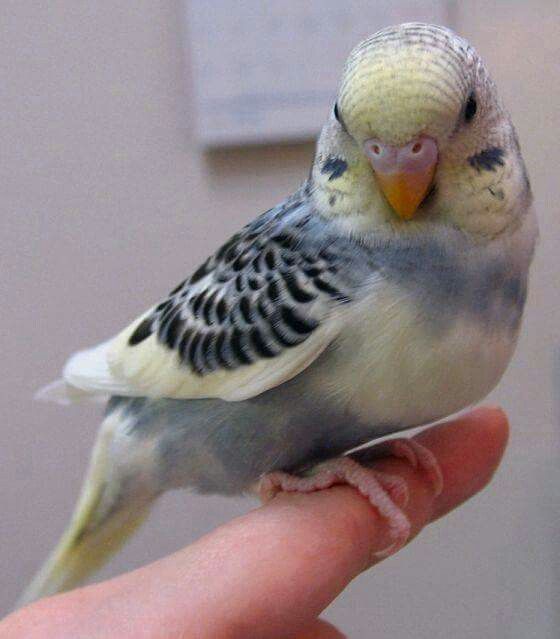 Попугаи волнистые ручные