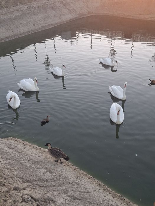 Lebede albe mature.