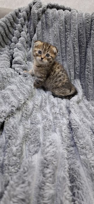 Скоттиш фолд котята шотландские