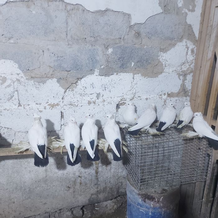 Чернахвость чубати старапародный игравые