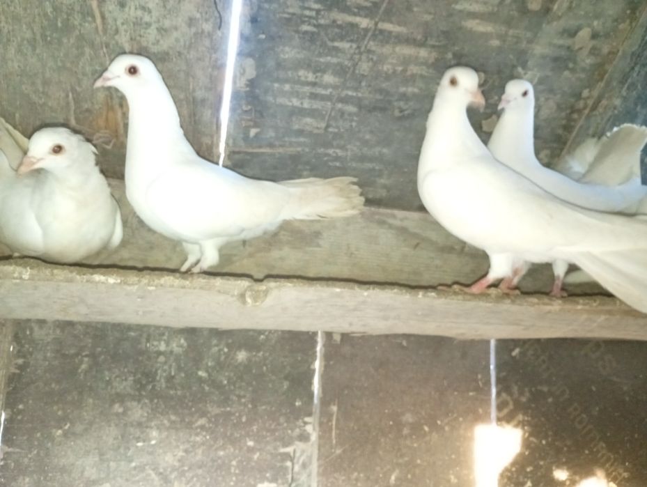 Porumbei fantail pigeon