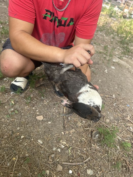 Продоются Индоутки,Селезни