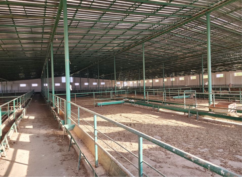 MOLXONA! 1,6 Gektar yermaydoni bo'lgan barcha sharoitlarga sotiladi