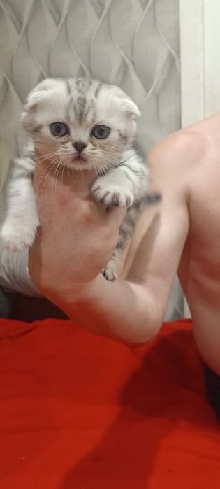 Котята шотландци