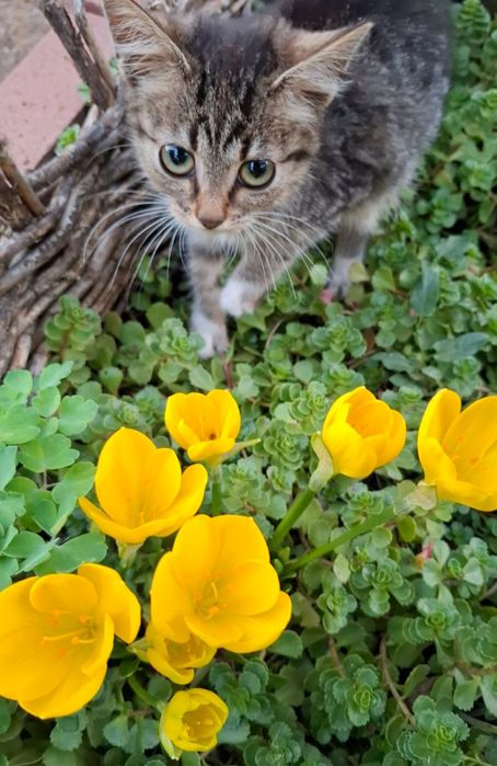 Цветя за балкона и градината. Цена от 0.25-7.50€/бр