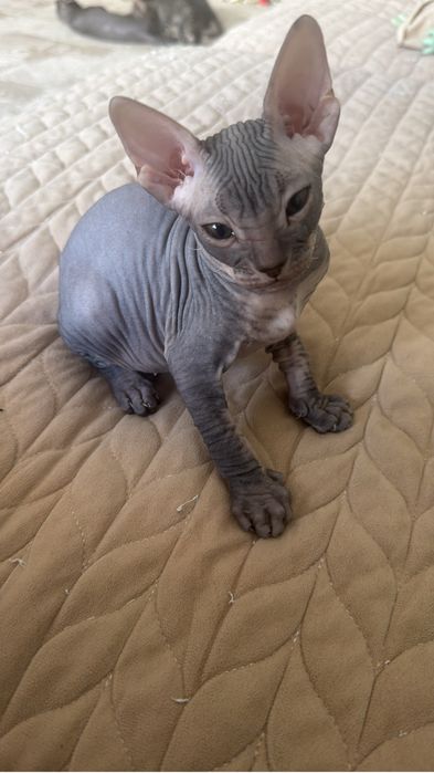 Донской свинкс котята