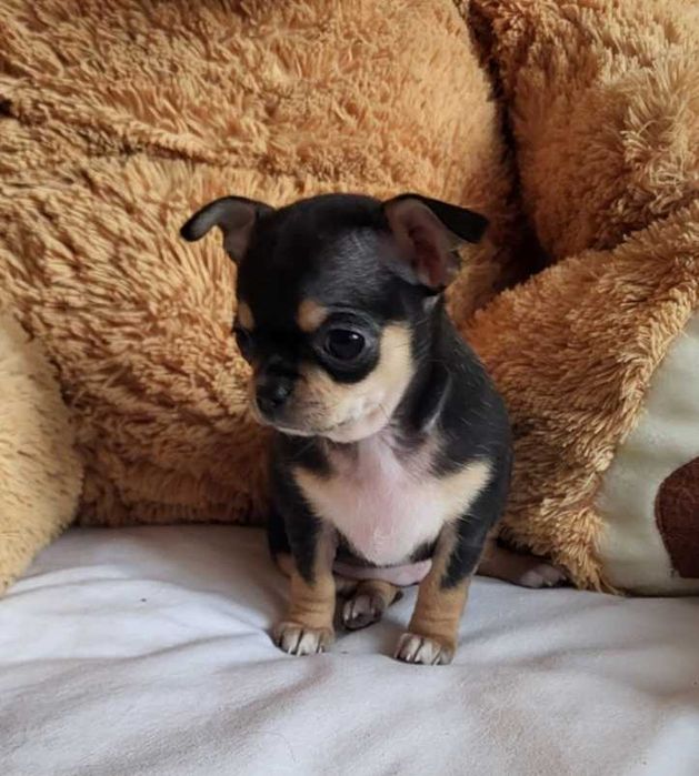 Кученцата Чихуахуа