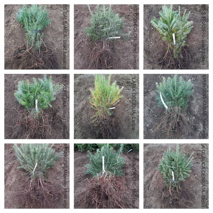 Pachet 100 bucati puieti mixt SUPERIOR- 10 specii brad, molid argintiu