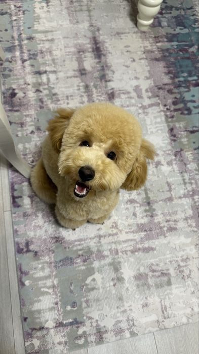 Той Пудель продаем