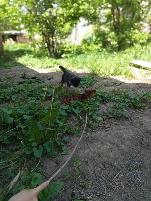 Отдам даром кошек хорошые добрые руки