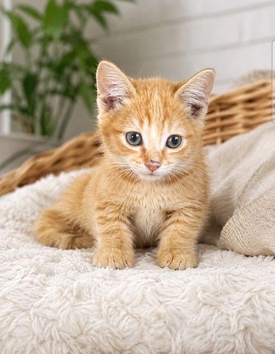 Отдам котят в хорошие руки