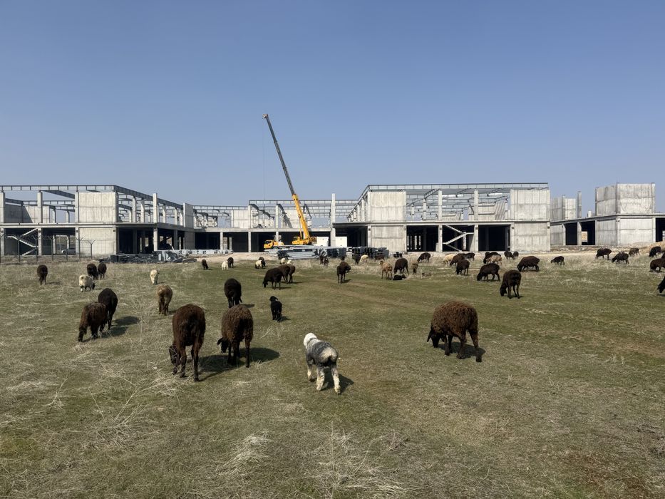 100 бас сулык кой сатылады