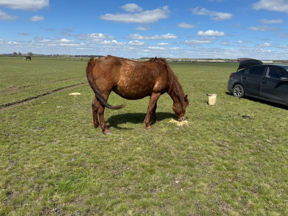 Продам 3 кобылы с жеребятами