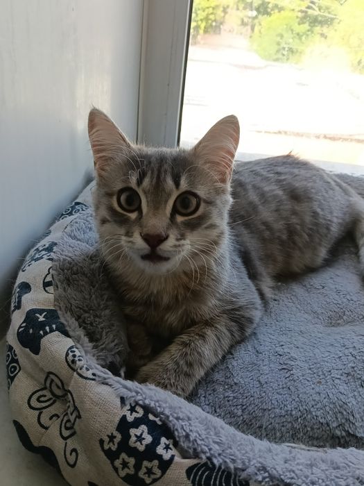 Котик подросток 5месяцев