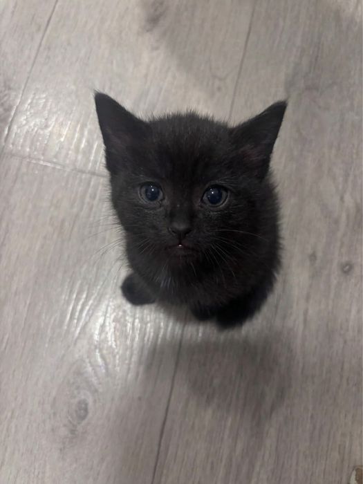 Отдам черных котят в хорошие руки