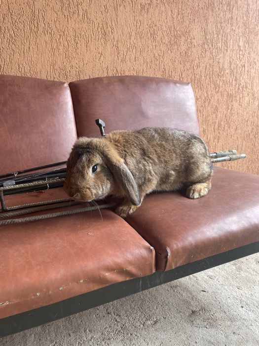 Vand femela berbec german