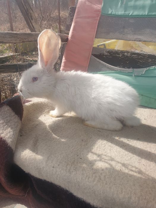 Vand iepuri femela si mascul