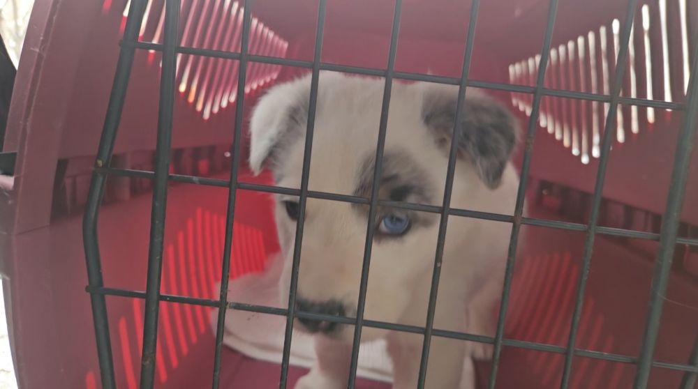 Отдам щенка в добрые руки