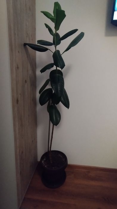 Ficus de apartament