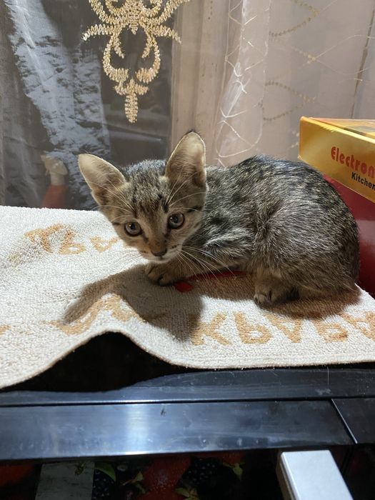 Отдам котят в добрые руки