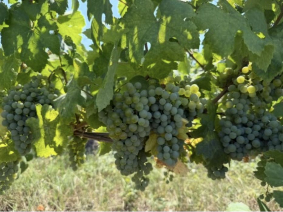Vand struguri pentru vin