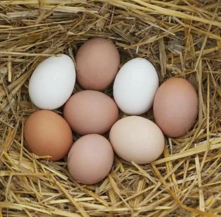 Домашние яйца, домашнее яйцо