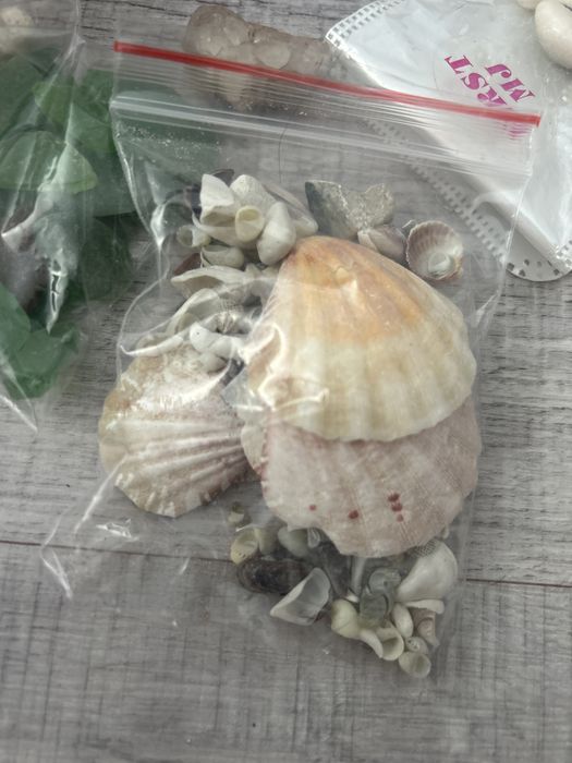 Продам ракушки морские