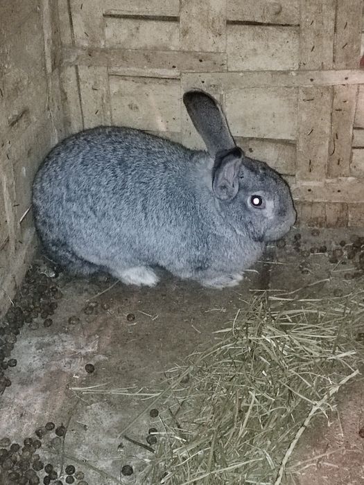 Кролики самка 8000 т