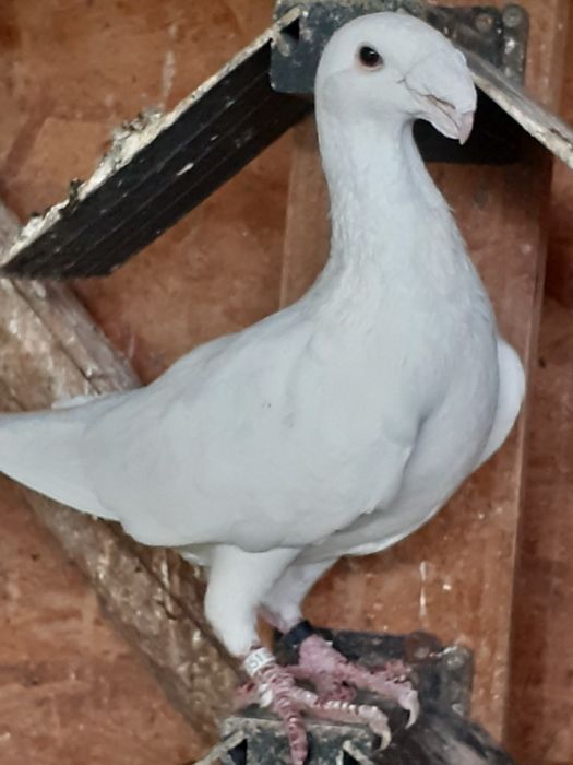 Vând porumbei germani de frumusete