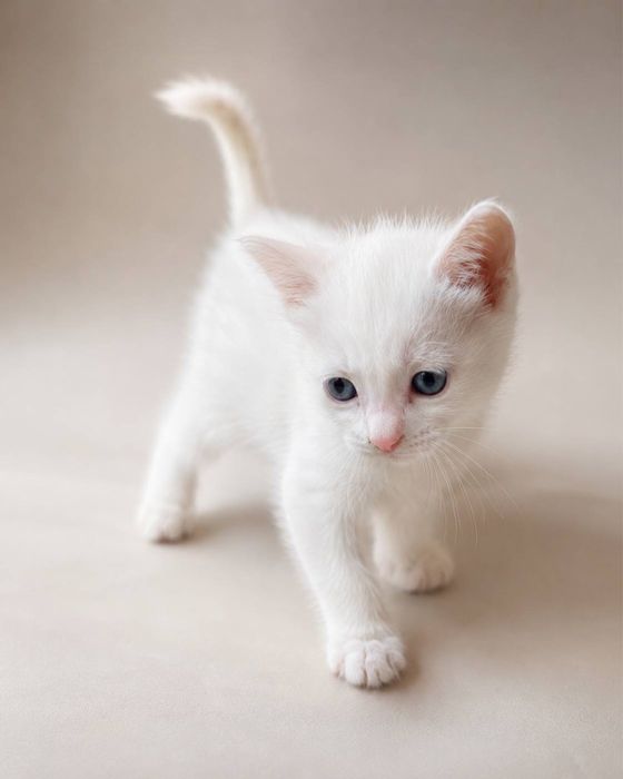 котенок самка отдам в добрые руки беслпатно