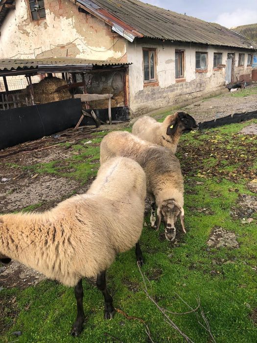 Vand  oi carabase sarbesti 1500