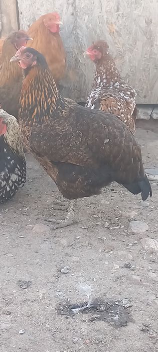 Продам домашних кур и петухов