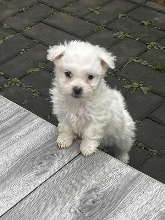 Vand Maltez femela+mascul Rasa pura