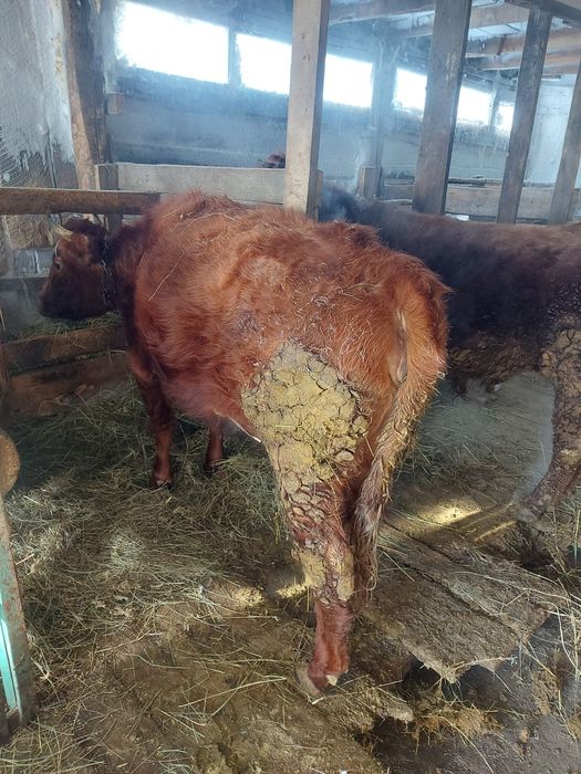 Продам КРС бык тёлка