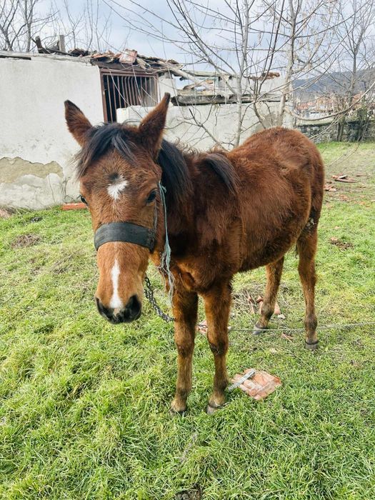 Продавам конче на 8 месеца