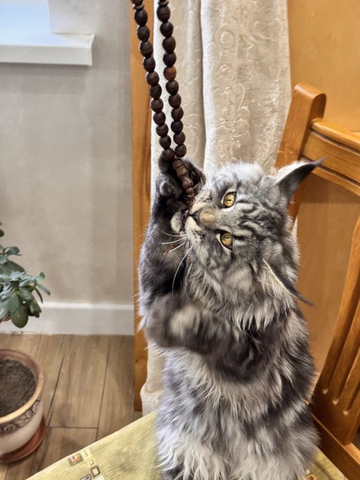 Игривый мейн кун