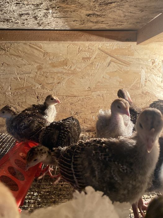 Индюшата пароды бронза 708