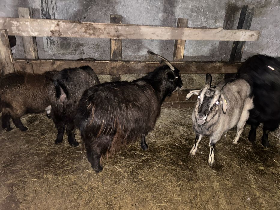 Поодаю коз 9 голов