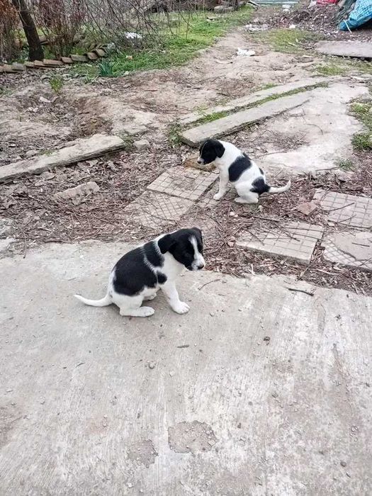 Подаряват се кученца майката е среден размер ловна порода