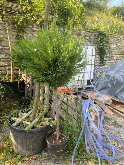 Pon pon spirala gold rider plante ornamentale