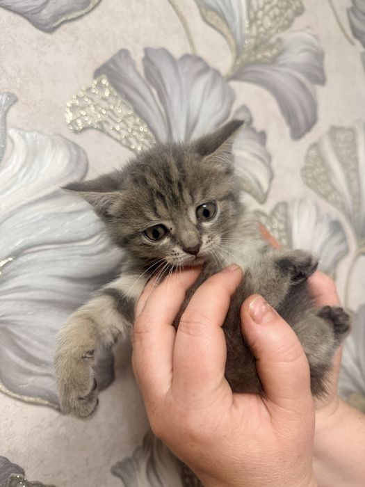 Отдам котят в хорошие руки