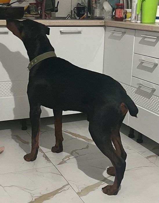 Кобель доберман в хорошие руки