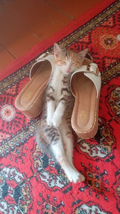 Отдам в хорошие руки котенка даром (девочка)