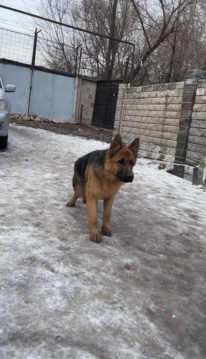 Вязка кобеля немецкой овчарки, шоу класс