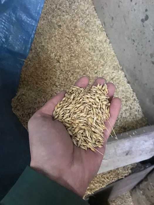 Продам ячмень, арпа