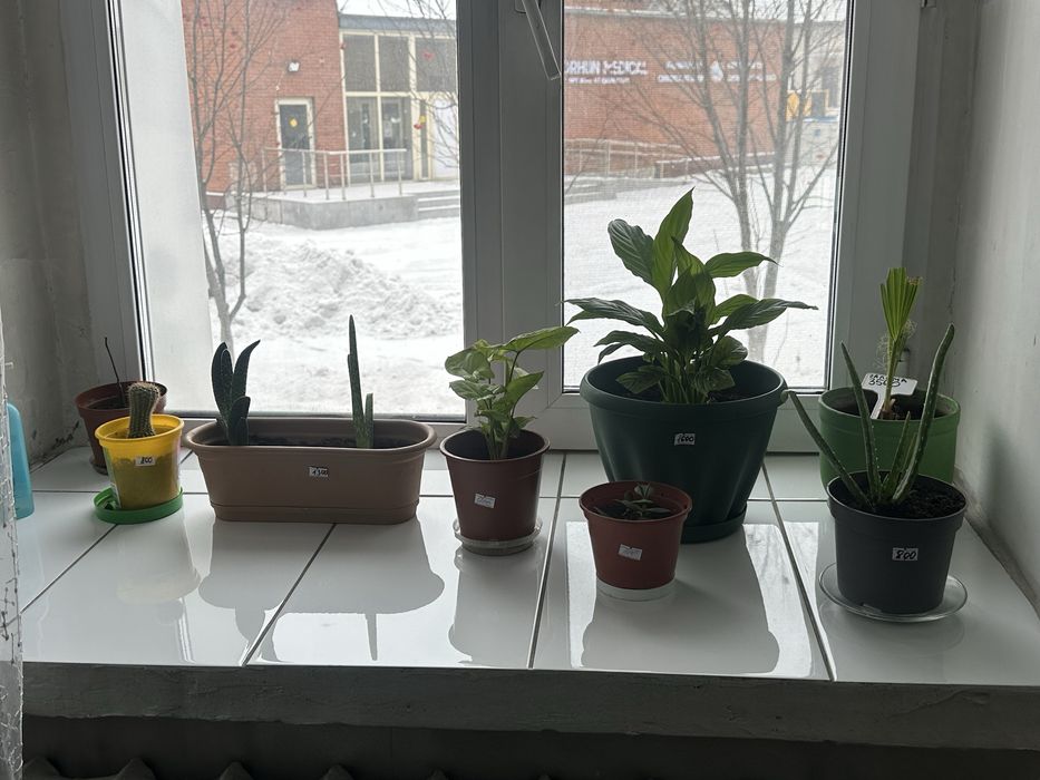 Комнатные растения