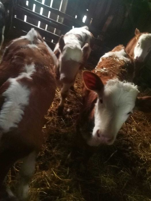 Vând vitei de diferite varste și o vacă gestantă