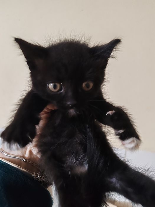 Spre adopție 3 pui de pisica